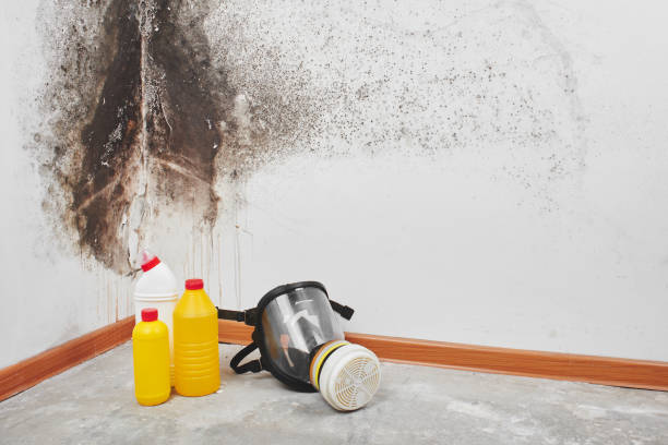 Best Commercial Mold Remediation in East Camden, AR