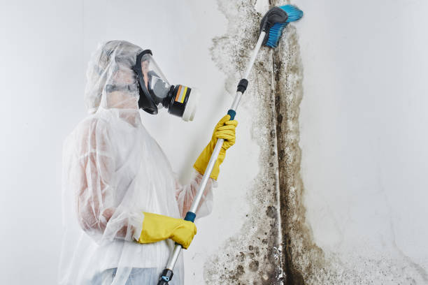 East Camden, AR Mold Remediation Company