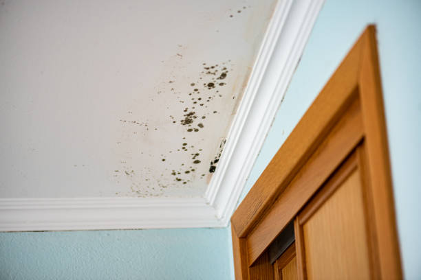 Best Insurance-Related Mold Remediation in East Camden, AR