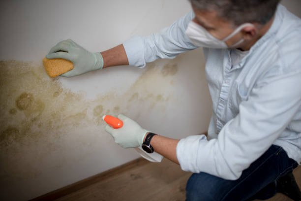 Best Localized Mold Remediation (e.g., coastal areas, humid climates) in East Camden, AR