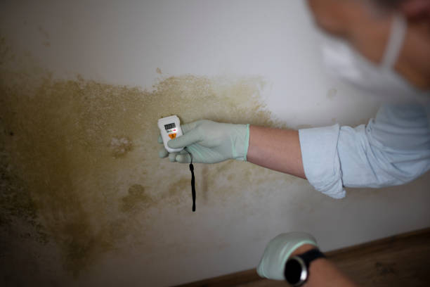 Best Health and Safety Mold Remediation in East Camden, AR