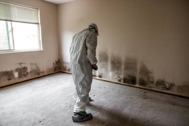 Best Emergency Mold Remediation in East Camden, AR