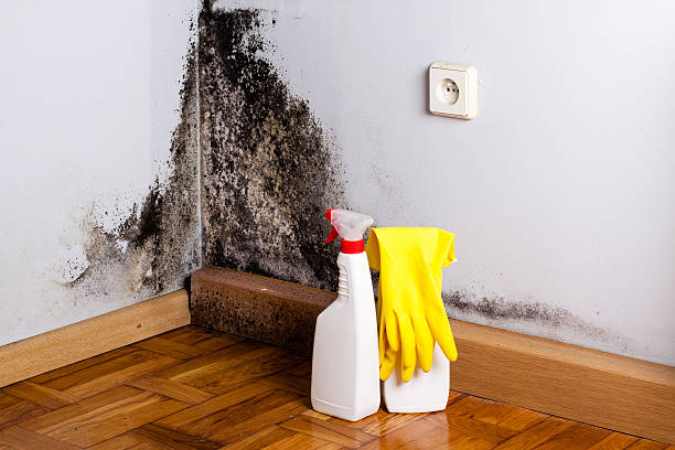 Best Black Mold Remediation in East Camden, AR